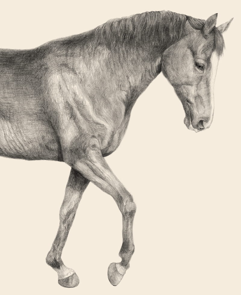 右を向いた馬の精細な鉛筆スケッチ