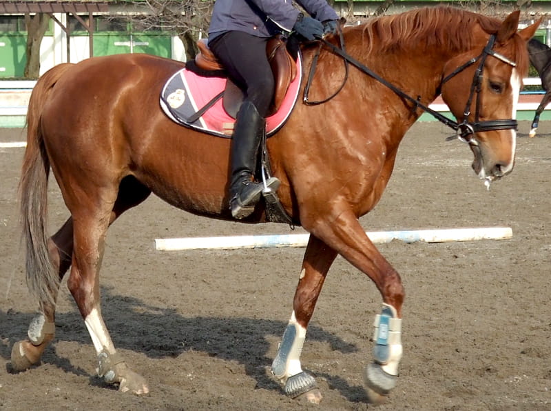 右を向いた馬の写真