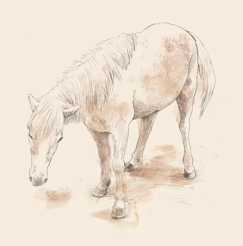 鉛筆と水彩で馬を斜め上からスケッチしたイラスト